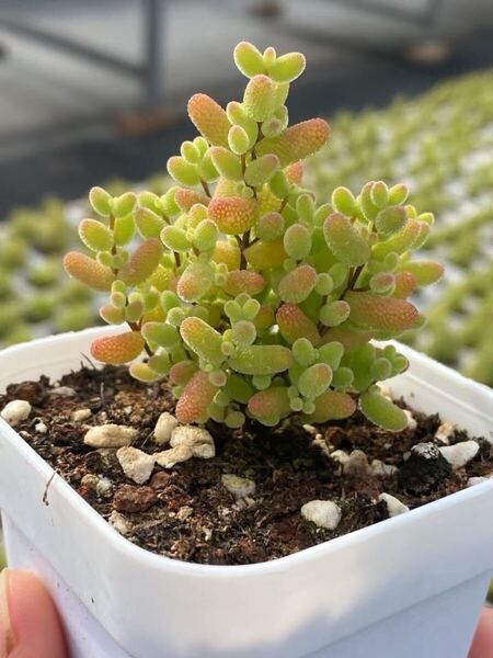 ネコポスで発送多肉植物 ドロサンテマム キラキラ 蜜橘 抜き苗 1株 5cm鉢