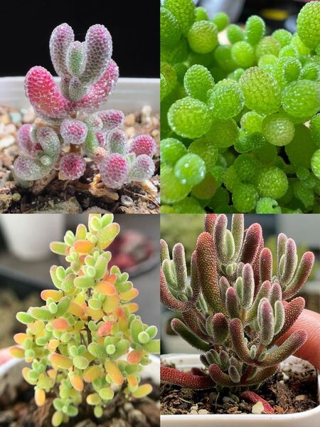 ネコポスで発送 多肉植物 ドロサンテマム キラキラ 4点セット カット12本