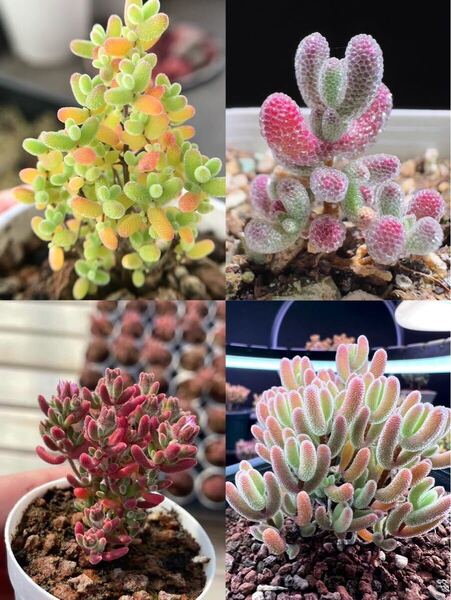 ネコポスで発送 多肉植物 ドロサンテマム キラキラ 4点セット カット12本