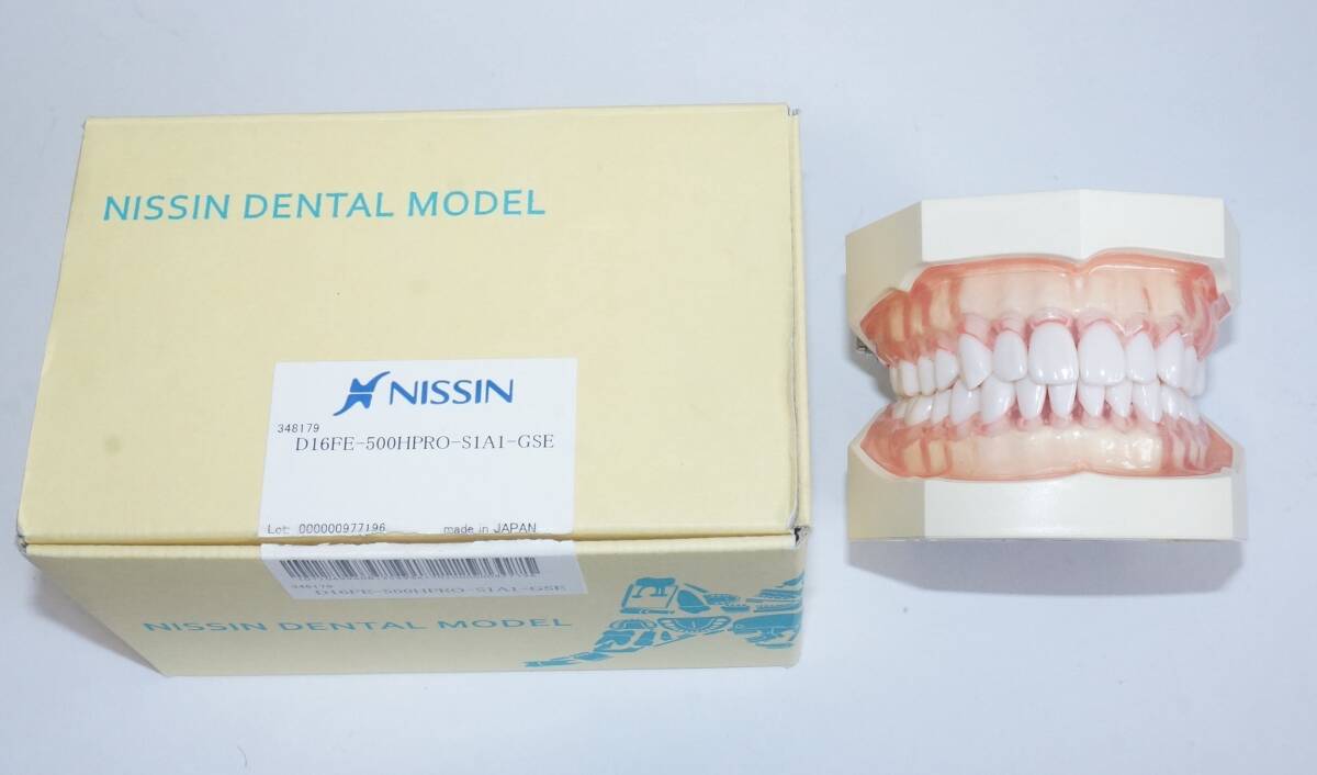 ★NISSIN DENTAL MODEL★顎模型★中古美品 Denture model - SUG1003-UL-SP-FEM-28 - Nissin Dental