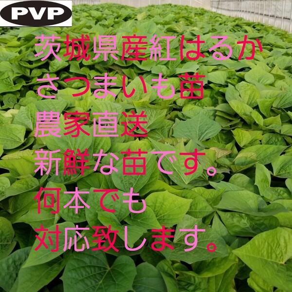 4本5月下旬発送分茨城県産紅はるかさつまいも苗ウイルスフリーバイオ苗サツマイモ べにはるか ベニハルカ さつまいも
