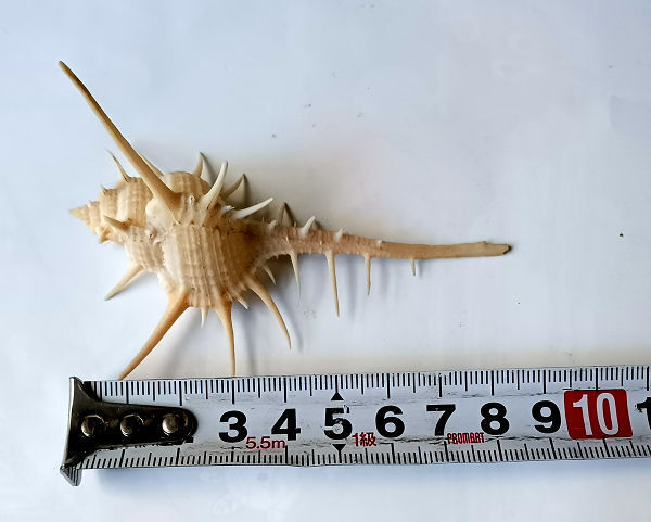 アクキガイ アッキガイ(悪鬼貝)サイズ8.8cm ホネガイ アクキガイ科 貝殻 貝殻標本 コレクター収集品