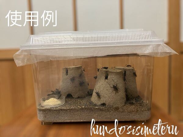 スズムシの飼育セット 鈴虫 高級フード シェルター エサ皿 マット ☆飼育ケース 鈴虫の飼育・繁殖に☆