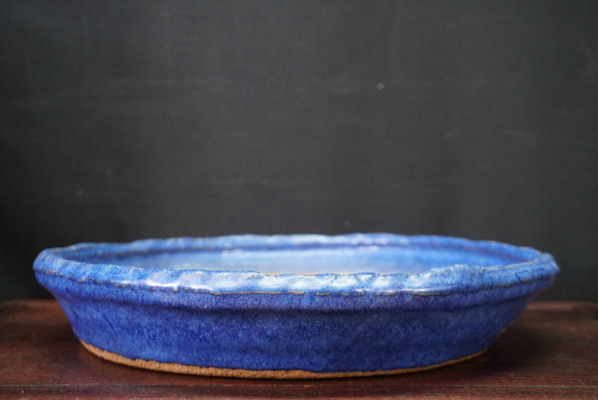 山野草の石田精華園 / 連山桧 3号（9cm） 【盆栽素材 小品盆栽