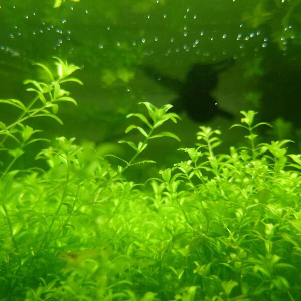 水草 パールグラス キューバパールグラス