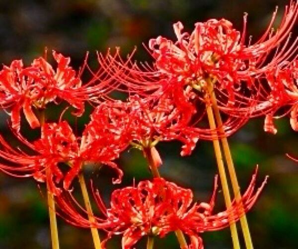 ヒガンバナ 彼岸花 中くらいサイズ 10個 ガーデニング 山野草