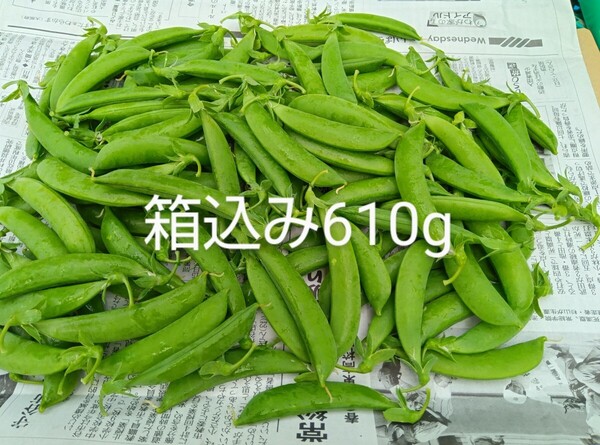 スナップエンドウ 箱込み610g