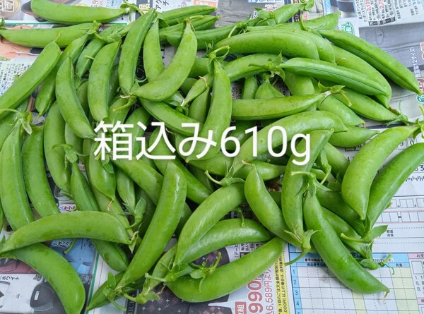 スナップエンドウ 箱込み610g以上