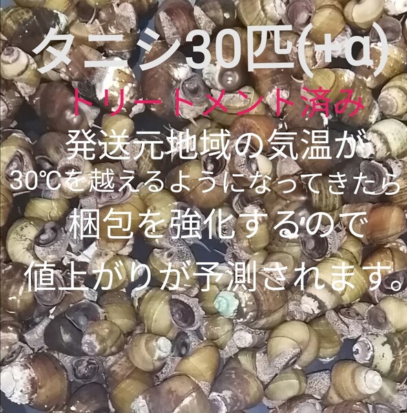 タニシ30匹(+α) アクアリウム 苔対策 浄化能力 淡水 お掃除屋さん 巻貝 メダカ 金魚 ヒメタニシ グリーンウォーター