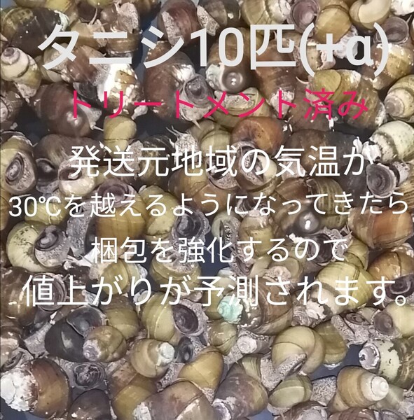 タニシ10匹(+α) 苔対策 浄化能力 淡水 お掃除屋さん 金魚 メダカ 水草 アクアリウム ビオトープ ヒメタニシ 巻貝