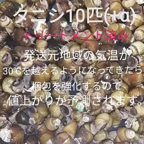 タニシ10匹(+α) 苔対策 浄化能力 淡水 お掃除屋さん メダカ 金魚 水草 アクアリウム ビオトープ ヒメタニシ 巻貝