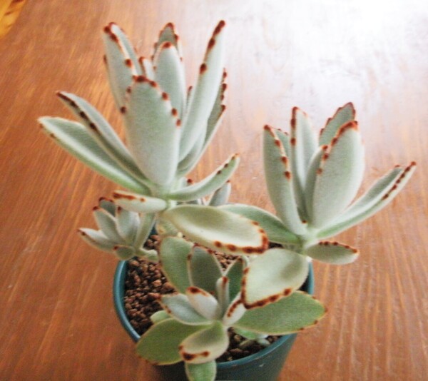 多肉植物 月兎耳 ウサギの耳 とても丈夫 どんど増えて大きくなります 抜き苗発送