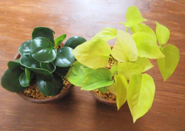ぺペロミアとライムポトス 2つセット 観葉植物 画像の鉢植えを抜き苗発送