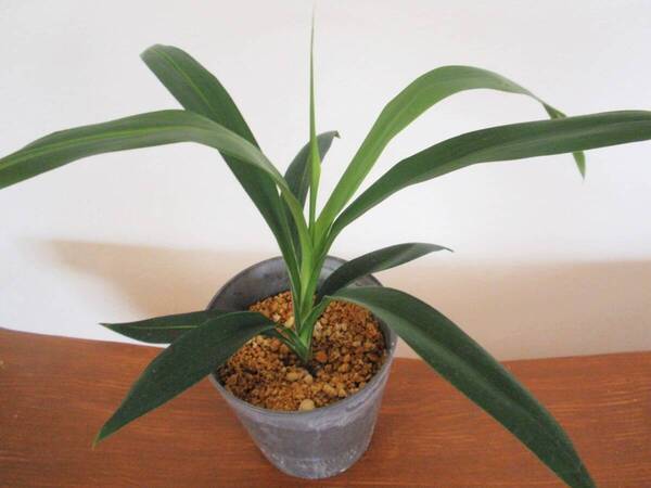 ユッカ エレファンティペス 苗木 観葉植物 青年の木 初めての方でも育てやすい 抜き苗発送