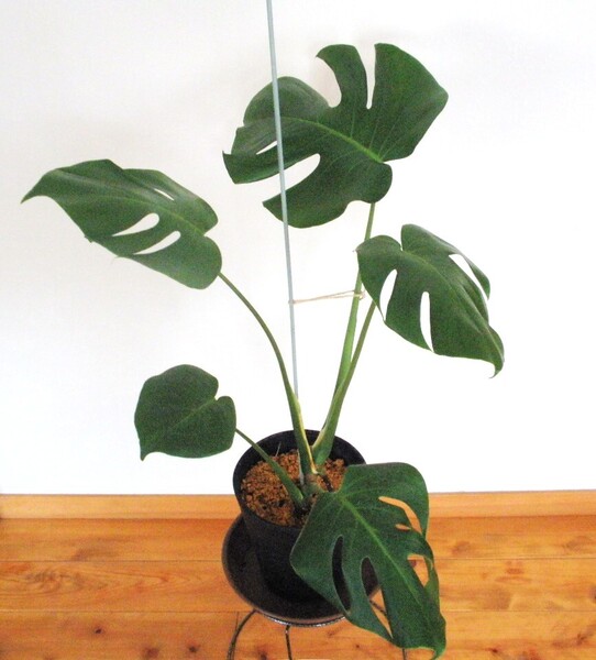 モンステラ 観葉植物 大きな切れ込みのある葉 エキゾチック 鉢植えのまま発送