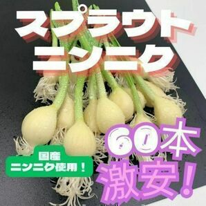 スプラウトにんにく 発芽ニンニク ホワイト六片 60本 国産 無農薬 水耕栽培