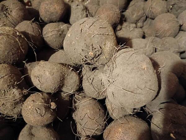 青森県産 丸いも(つくね芋)種芋サイズ 2kg 未消毒 食用可
