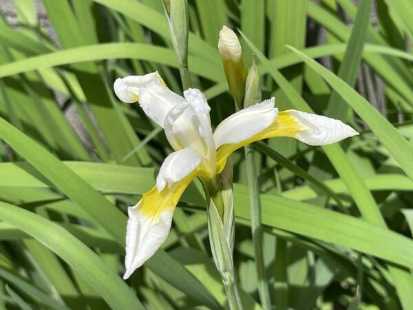 白 アヤメ ★ 菖蒲 ★ 苗 35芽 送料無料 | 清楚な白花が魅力 美しいアイス色 菖蒲 あやめ ゆうパケット発送