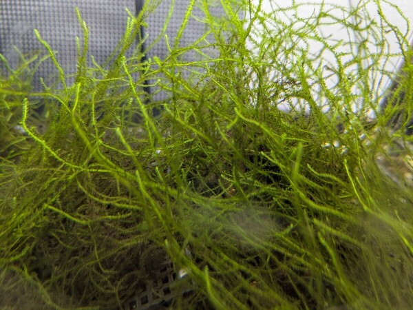 ウィローモス 30グラム 無農薬 水草 アクアリウム 水槽