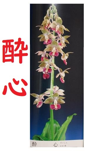 えびね名花銘品大全集 Yahoo!オークション -「えびね エビネ 銘品」の落札相場・落札価格