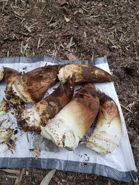 朝堀りタケノコ 10キロ○江マークのタケノコ 金沢 1回食べたらやめられないx