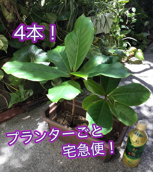 4本♪プランターごと宅急便!沖縄県産実生苗モモタマナ(コバテイシ)ヤ フオク おてがる配送