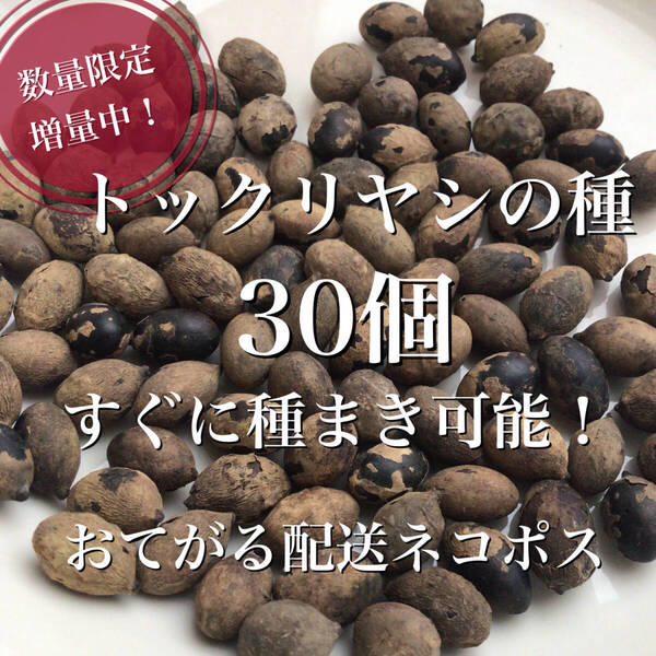 数量限定増量中♪すぐに種まき可能!沖縄県産トックリヤシの種30個 おてがる配送ネコポス