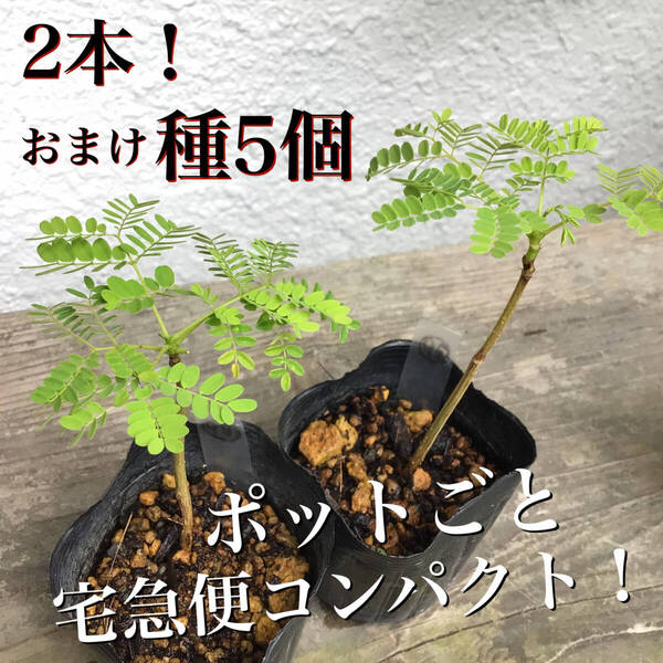 2本♪ポットごと宅急便コンパクト!実生苗ホウオウボク(鳳凰木Delonix regiaデロニクスレジア)(95)(98)おまけ種5個!ヤフオクおてがる配送