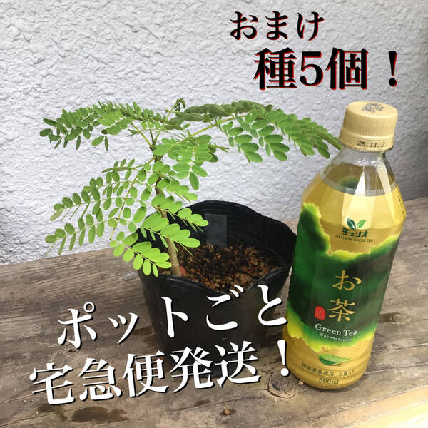 ポットごと宅急便!実生苗ホウオウボク(鳳凰木Delonix regiaデロニクスレジア)(59)おまけ種5個!ヤフオクおてがる配送
