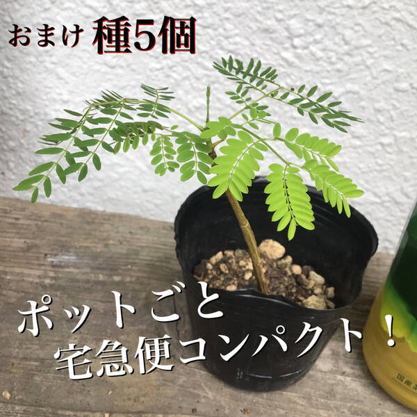 ポットごと宅急便コンパクト!実生苗ホウオウボク(鳳凰木Delonix regiaデロニクスレジア)(12)おまけ種5個!ヤフオクおてがる配送