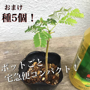 ポットごと宅急便コンパクト!実生苗ホウオウボク(鳳凰木Delonix regiaデロニクスレジア)(19)おまけ種5個!ヤフオクおてがる配送