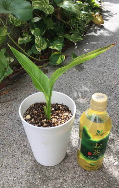 鉢ごと宅急便発送!実生苗タビビトノキ(旅人の木、旅人木、扇芭蕉、オオギバショウ、オウギバショウ)(19) おまけ種5個 おてがる配送