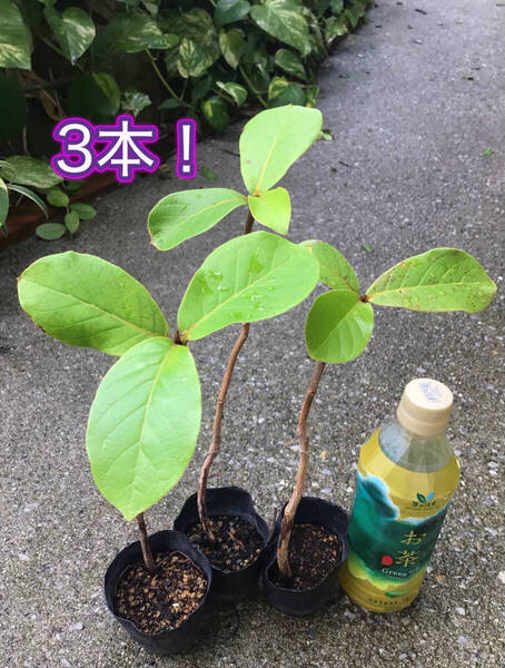 3本♪ポットごと宅急便!沖縄県産実生苗モモタマナ(コバテイシ)ヤ フオク おてがる配送