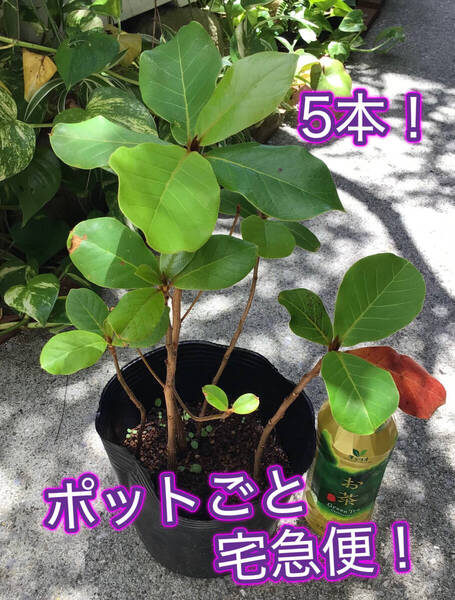 5本♪ポットごと宅急便!沖縄県産実生苗モモタマナ(コバテイシ)ヤ フオク おてがる配送