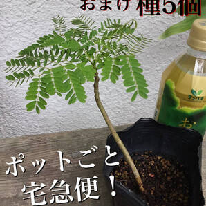 ポットごと宅急便!実生苗ホウオウボク(鳳凰木Delonix regiaデロニクスレジア)(70)おまけ種5個!ヤフオクおてがる配送