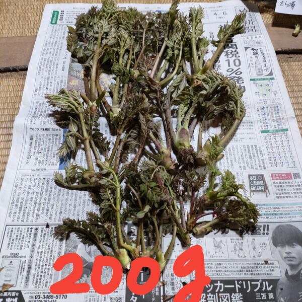 天然タラの芽200グラム
