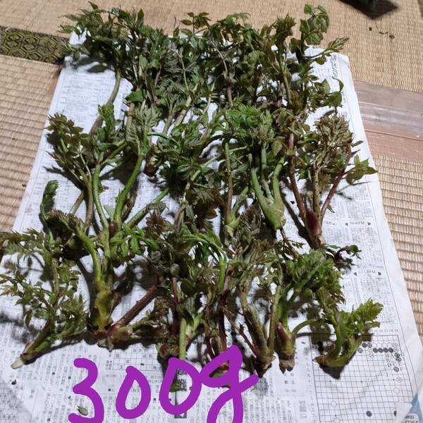 天然タラの芽の葉300グラム
