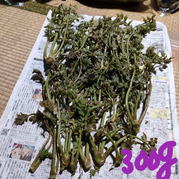 天然タラの芽の葉