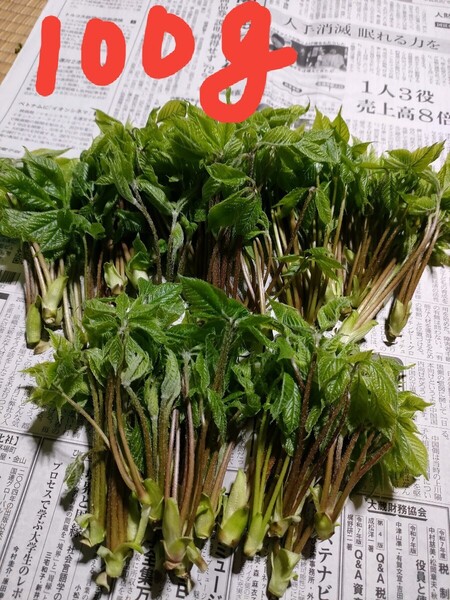 天然コシアブラ 山菜 女王