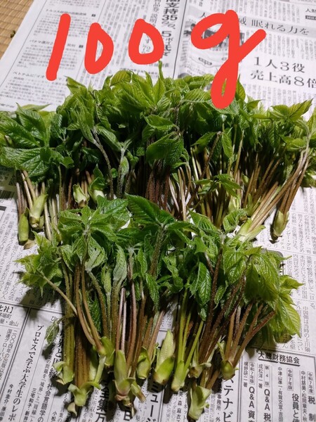 天然コシアブラ 山菜の女王