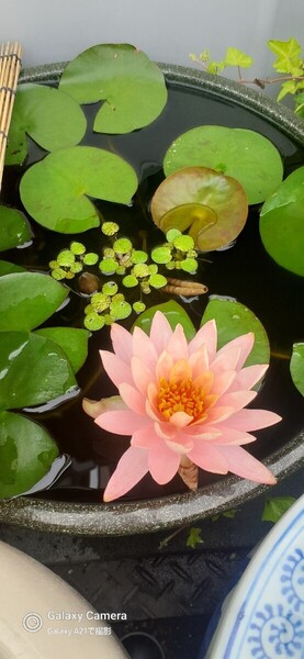 水草 アマゾンフロッグピット15株+α