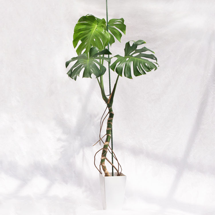 2025年最新】Yahoo!オークション -モンステラ(観葉植物)の中古品