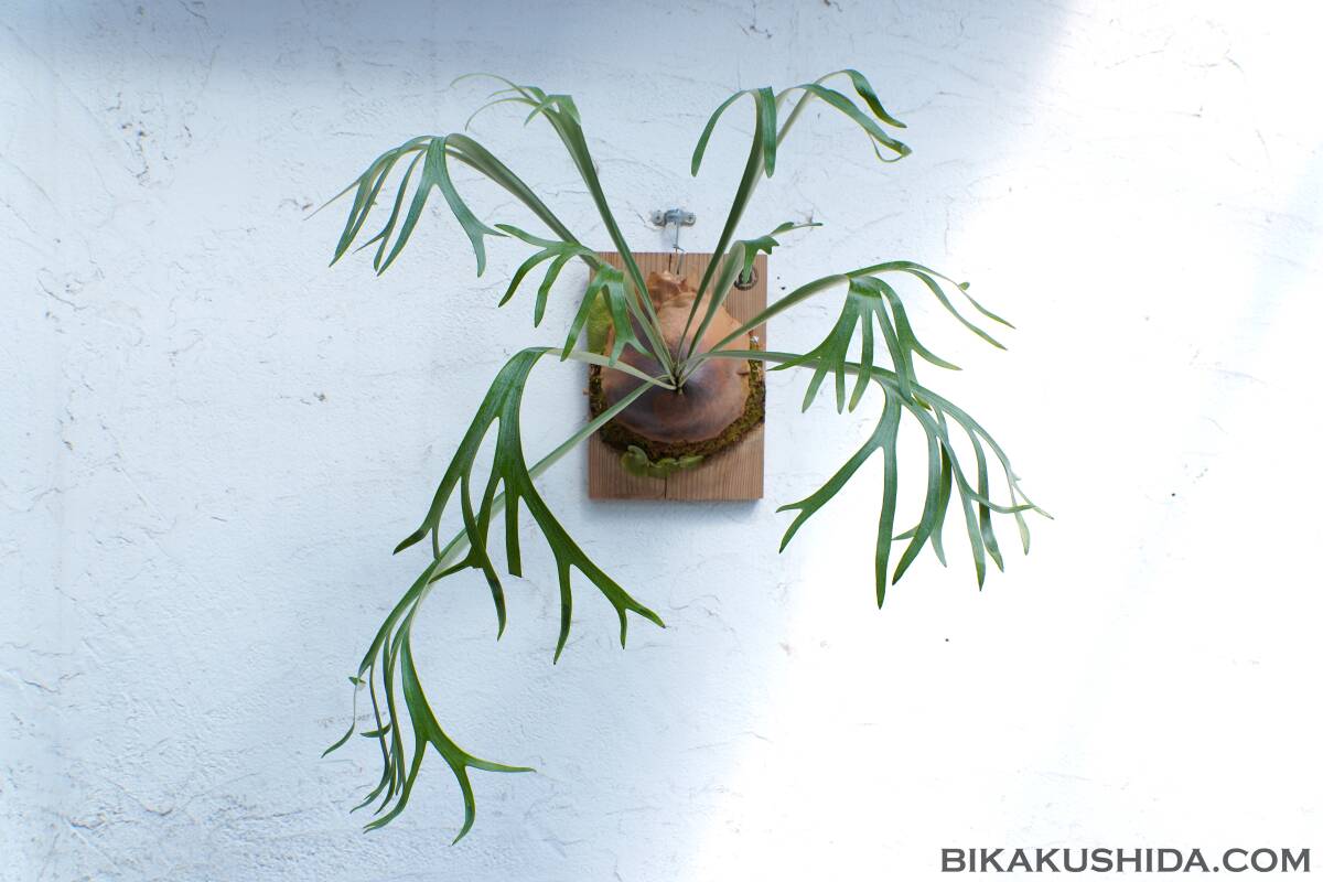 Yahoo!オークション -「little」(ビカクシダ、コウモリラン