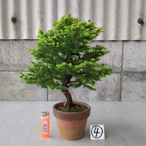 エゾ松 4号駄温鉢 H-38㎝ ④ 松柏 蝦夷松 盆栽