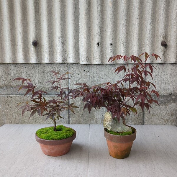 モミジ 5号浅 4号石付 駄温鉢 2個 紅葉 楓 雑木