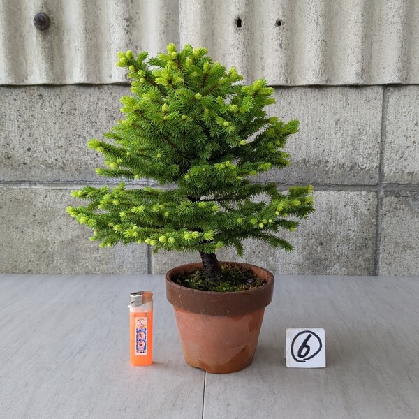 蝦夷松 4号駄温鉢 H-35㎝ ⑥ 松柏 エゾ松 盆栽