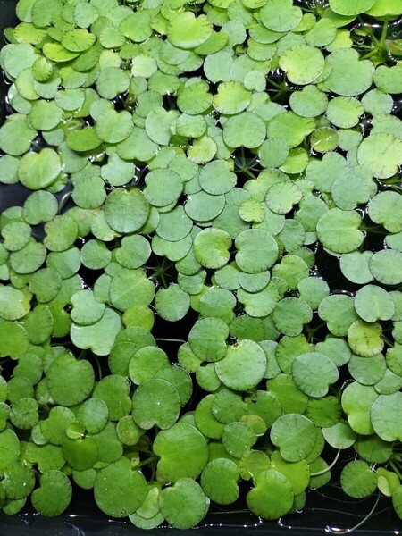 ドワーフアマゾンフロッグピット 20株 無農薬 浮草 メダカ ベタ シュリンプ