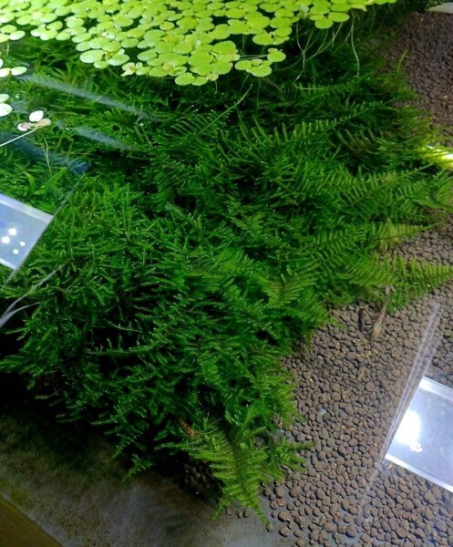 南米ウィローモス 20g 無農薬