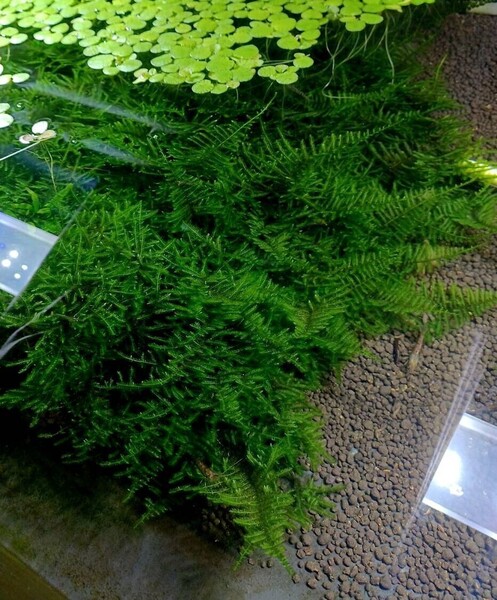 南米ウィローモス 20g 無農薬 シュリンプ