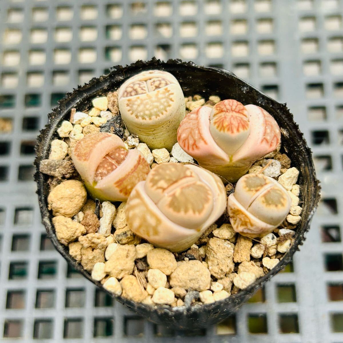 2025年最新】Yahoo!オークション -多肉植物 メセン リトープスの